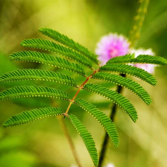 mimosa hostilis bark mimosa hostilis bark