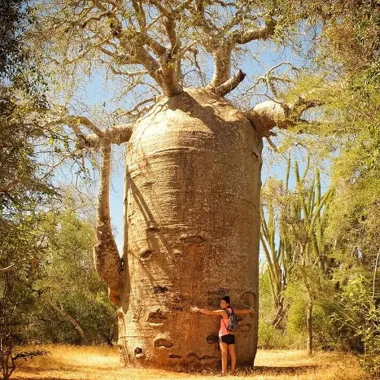 baobab tree baobab tree