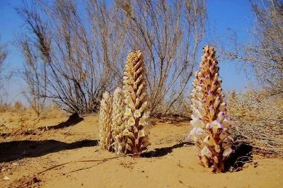 Cistanche deserticola Cistanche deserticola
