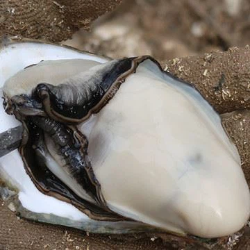 oyster meat