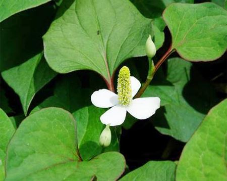 houttuynia cordata powder