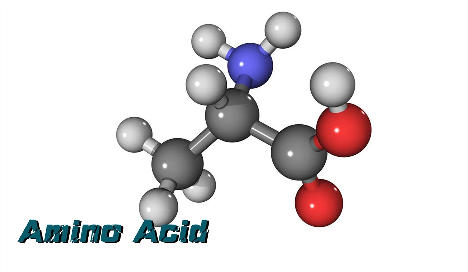 Amino Acid